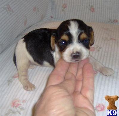 Mixed Breed Puppies for Sale